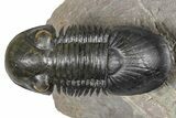 Flying Paralejurus Trilobite - Orange Eye Preservation! #381466-2